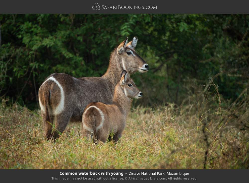 Common waterbuck with young in Zinave National Park, Mozambique