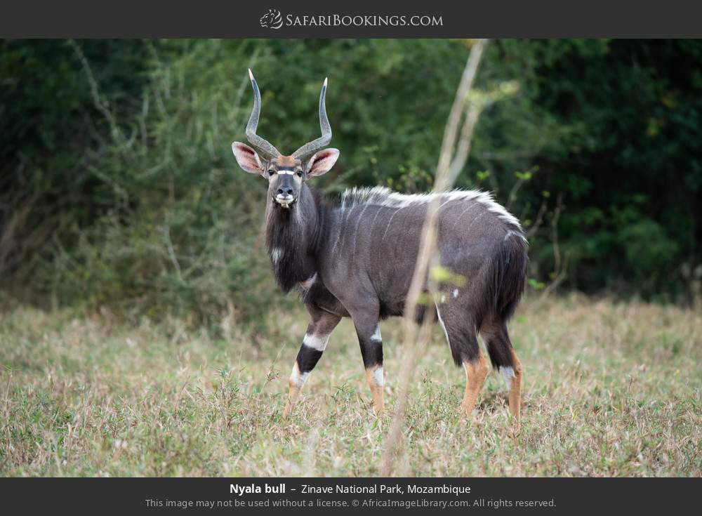 Nyala bull in Zinave National Park, Mozambique