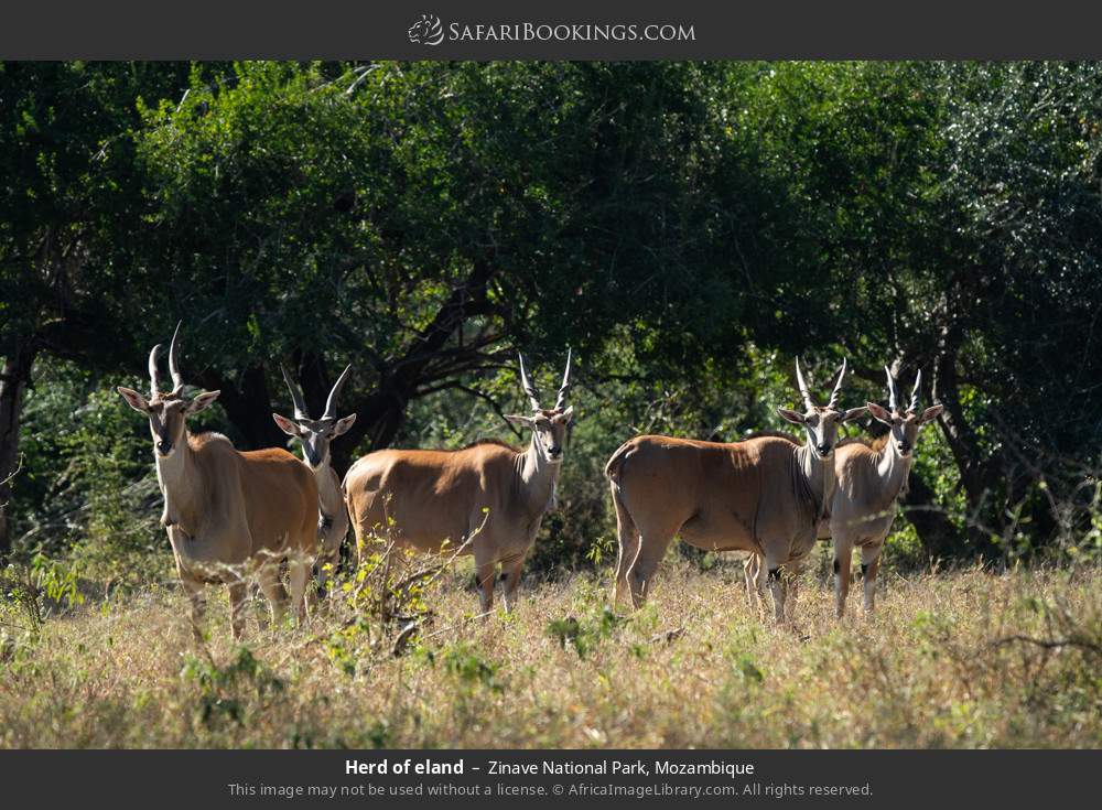 Herd of eland in Zinave National Park, Mozambique