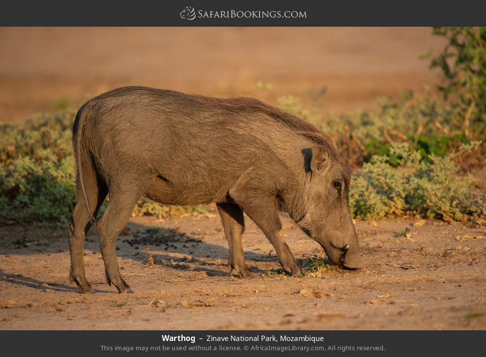 Warthog in Zinave National Park, Mozambique