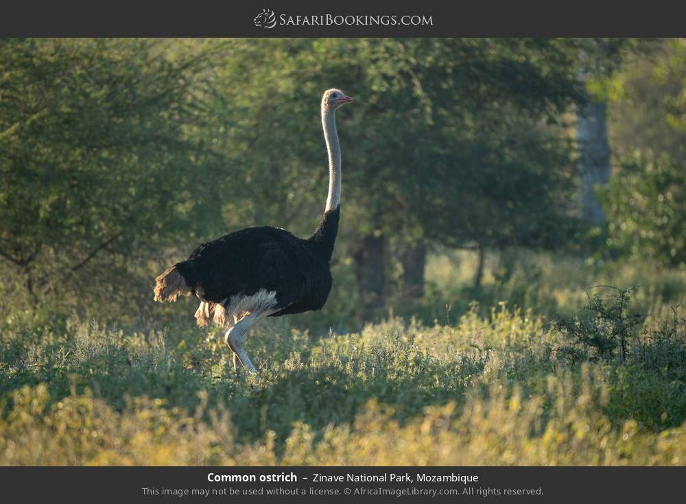 Common ostrich in Zinave National Park, Mozambique