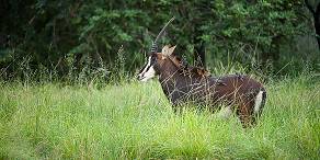 Sable antelope