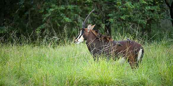 Sable antelope