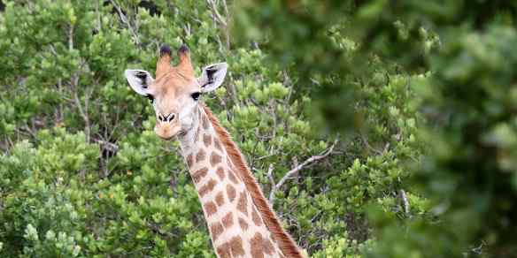 Giraffe