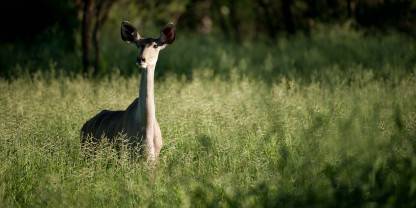 Banhine National Park