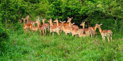 Gorongosa National Park