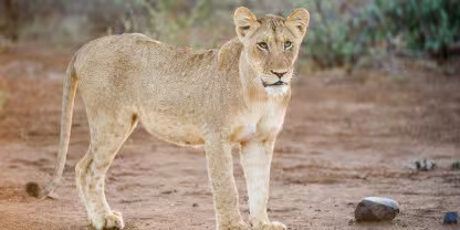Limpopo National Park
