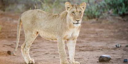 Limpopo National Park