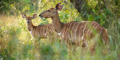 Maputo National Park