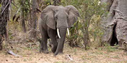 Niassa Special Reserve