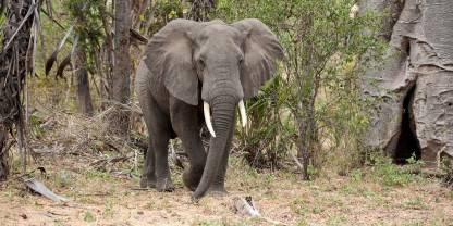 Niassa Special Reserve