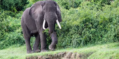Zinave National Park
