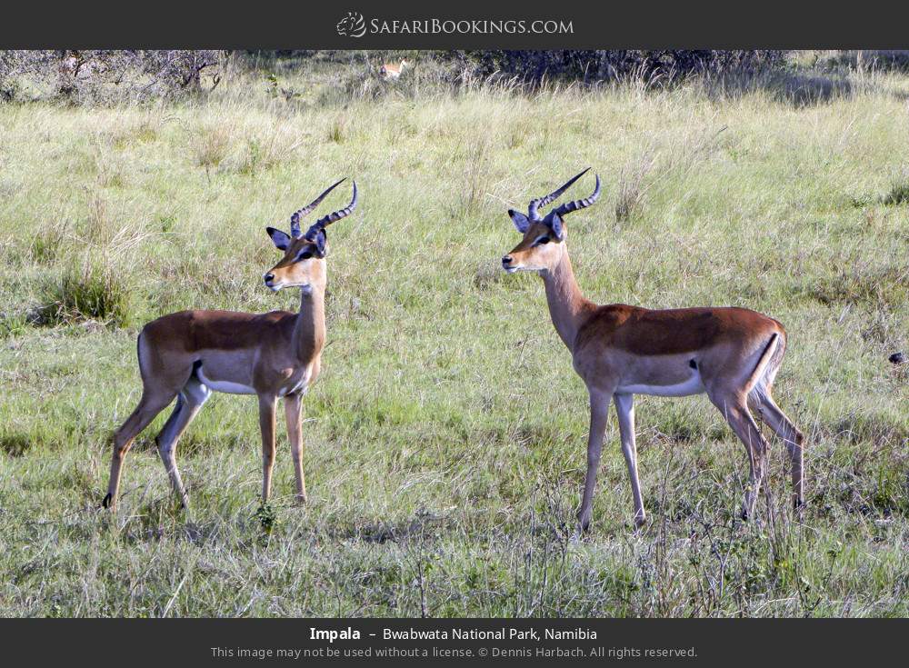 Impala in Bwabwata National Park, Namibia