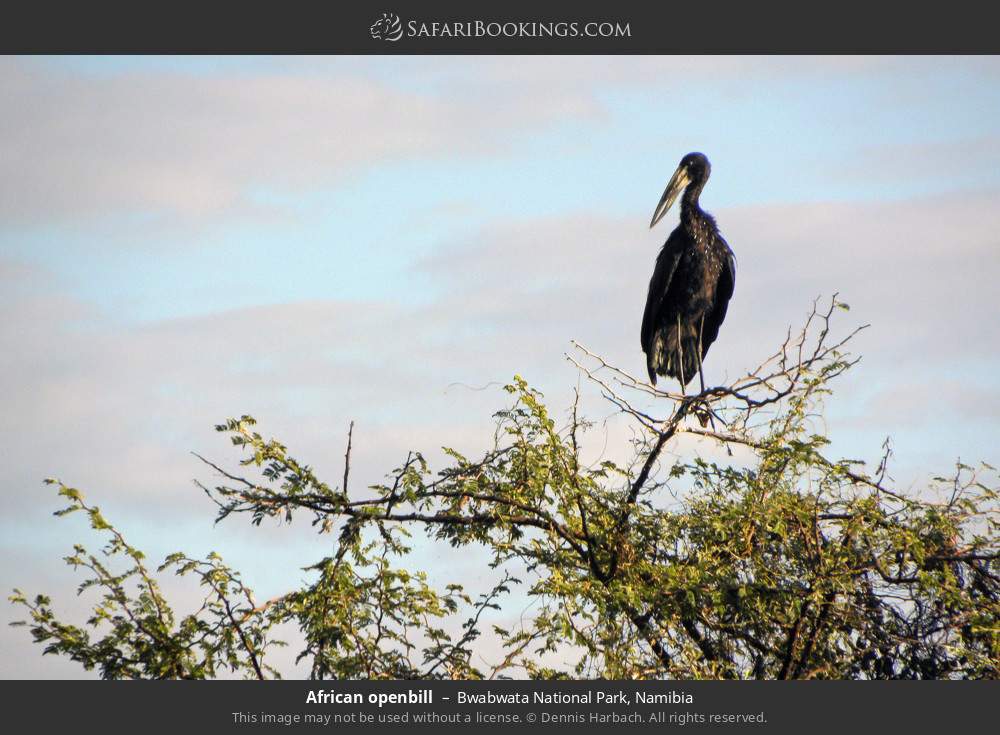 African openbill in Bwabwata National Park, Namibia