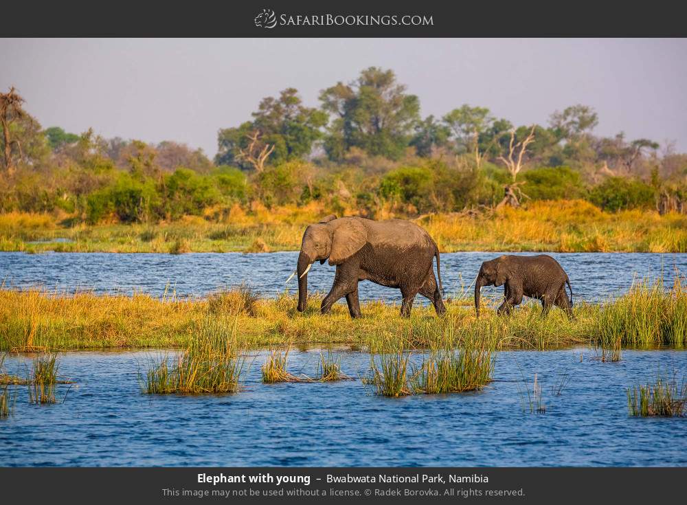 Elephant with young in Bwabwata National Park, Namibia