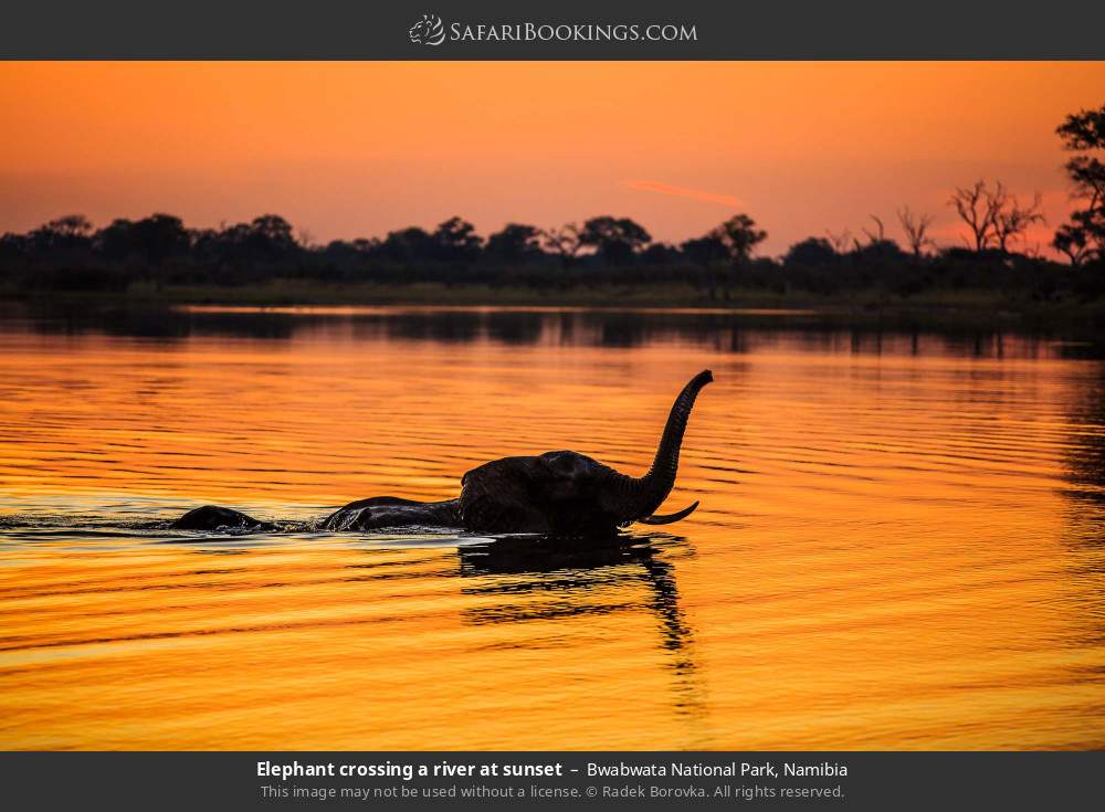 Elephant crossing a river at sunset in Bwabwata National Park, Namibia