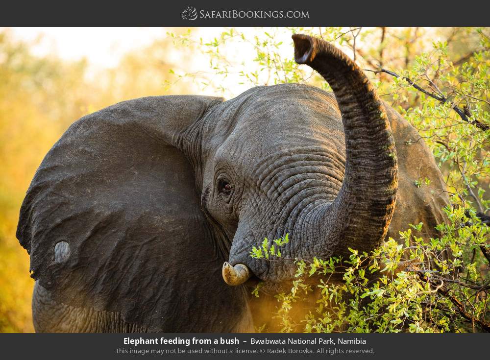 Elephant feeding from a bush in Bwabwata National Park, Namibia