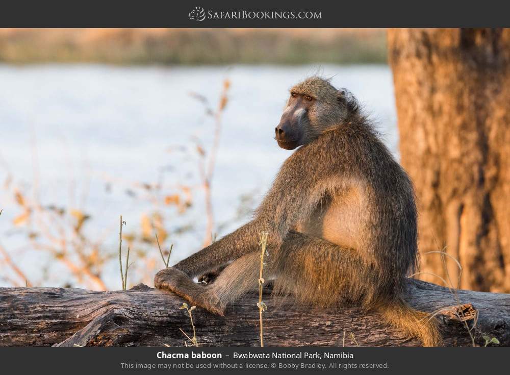 Chacma baboon in Bwabwata National Park, Namibia