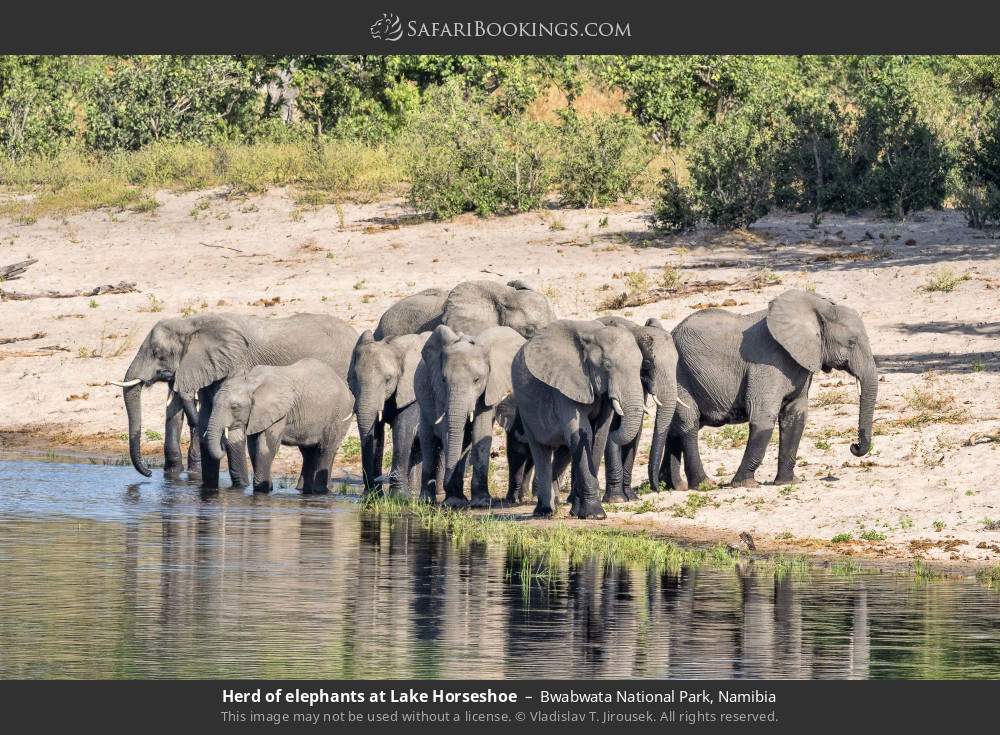 Herd of elephants at Lake Horseshoe in Bwabwata National Park, Namibia