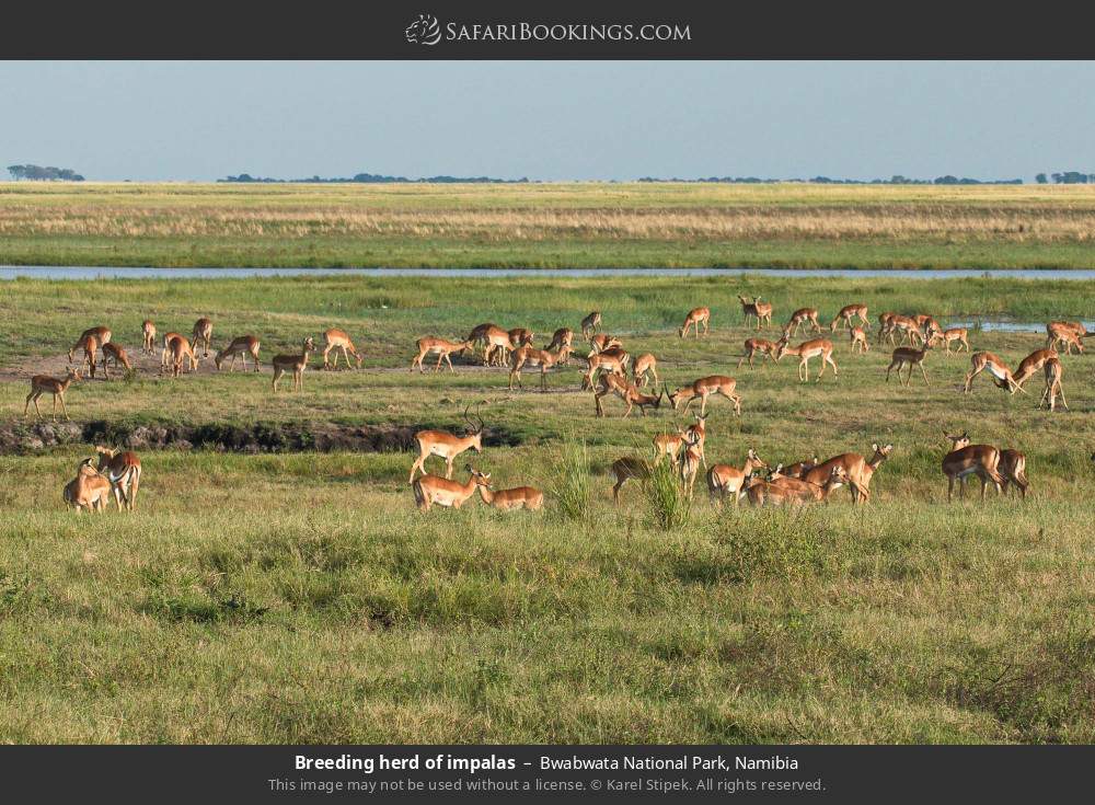 Breeding herd of impalas in Bwabwata National Park, Namibia