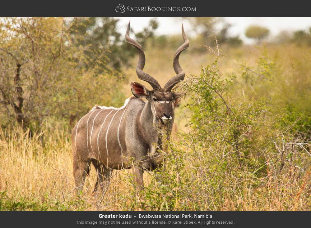 Greater kudu in Bwabwata National Park, Namibia