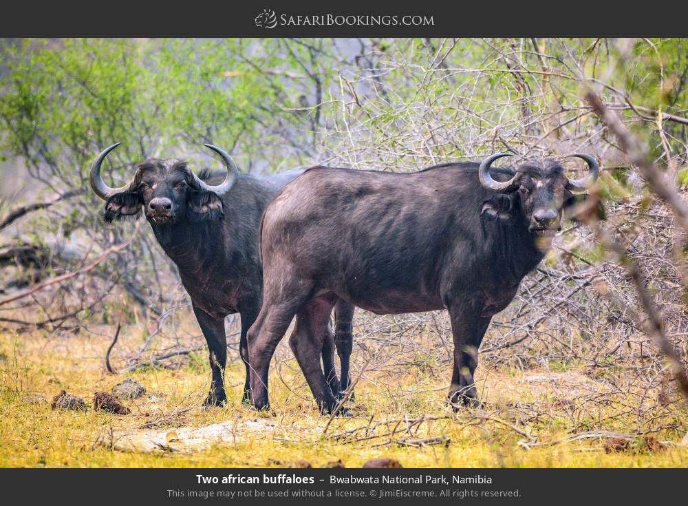 Two african buffaloes in Bwabwata National Park, Namibia