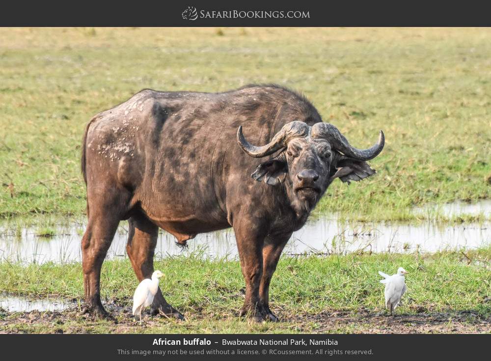 African buffalo in Bwabwata National Park, Namibia