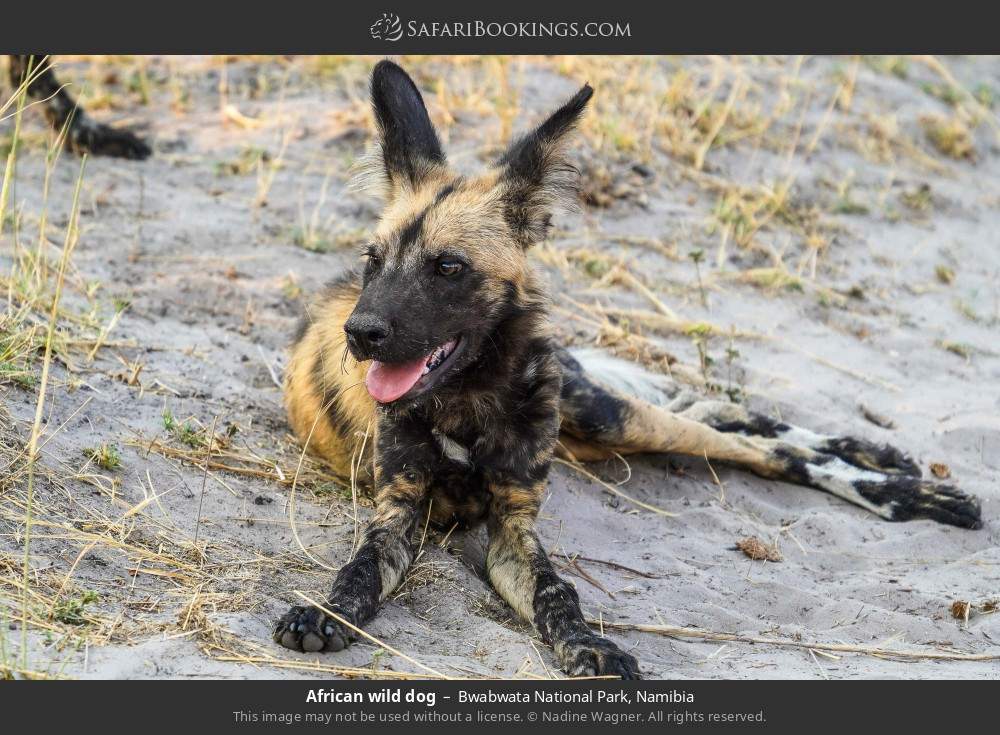 African wild dog in Bwabwata National Park, Namibia