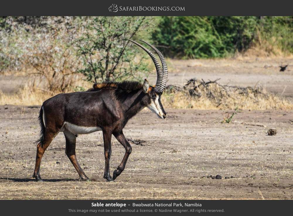 Sable antelope in Bwabwata National Park, Namibia