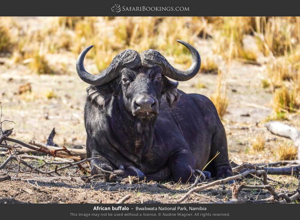 African buffalo in Bwabwata National Park, Namibia