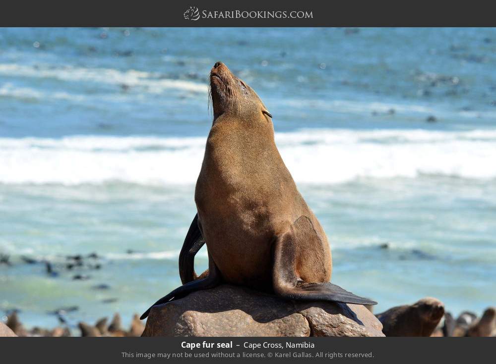 Cape fur seal in Cape Cross, Namibia