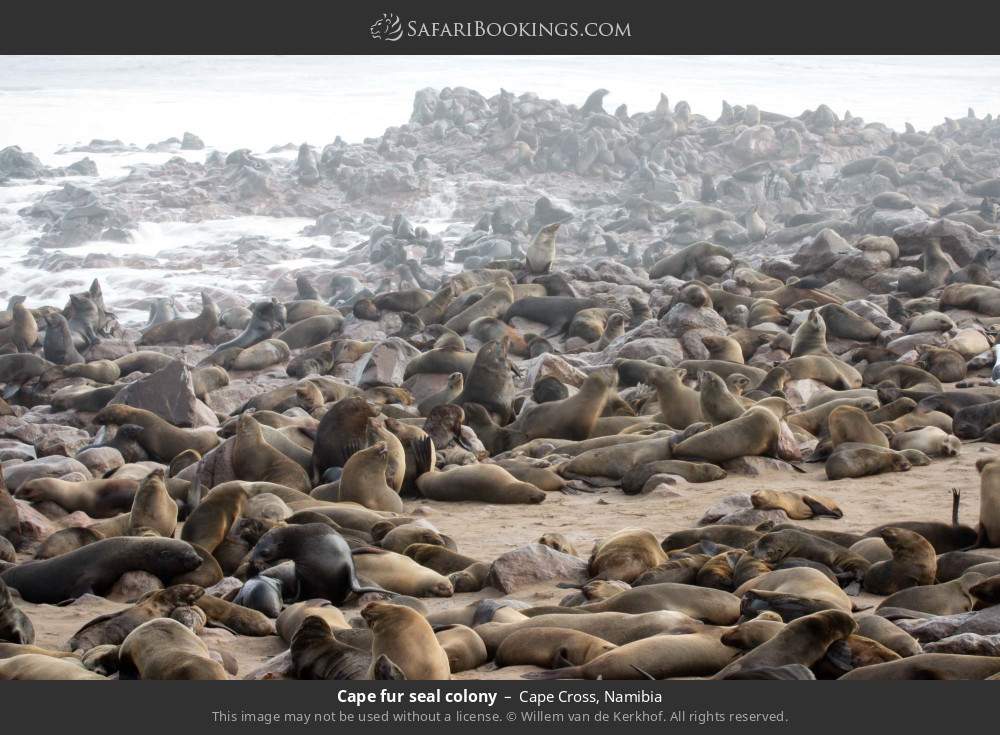 Cape fur seal colony in Cape Cross, Namibia