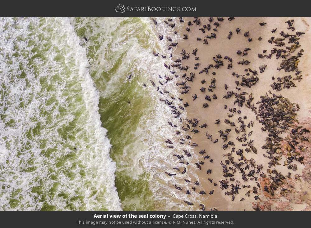 Aerial view of the seal colony in Cape Cross, Namibia