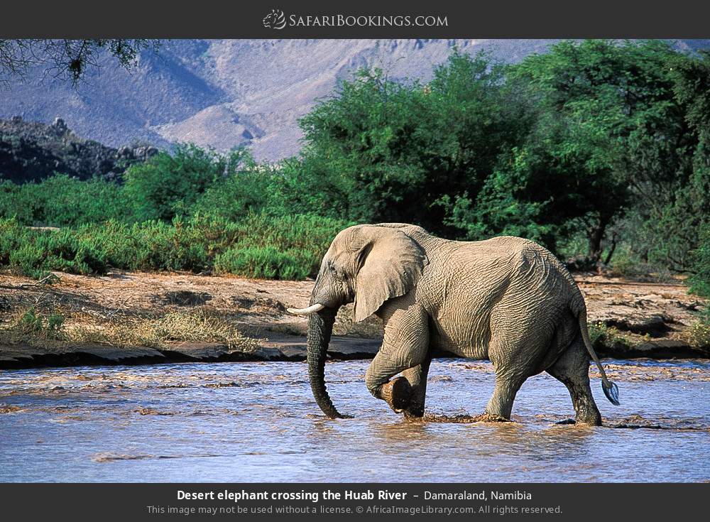 Desert elephant crossing the Huab River in Damaraland, Namibia