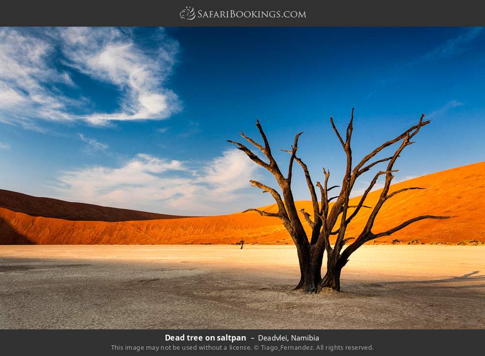 Dead tree on saltpan in Deadvlei, Namibia