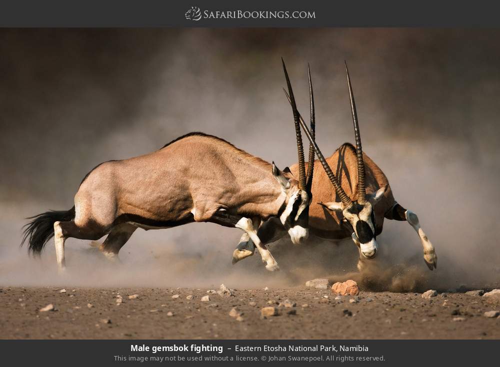 Male gemsbok fighting in Eastern Etosha National Park, Namibia
