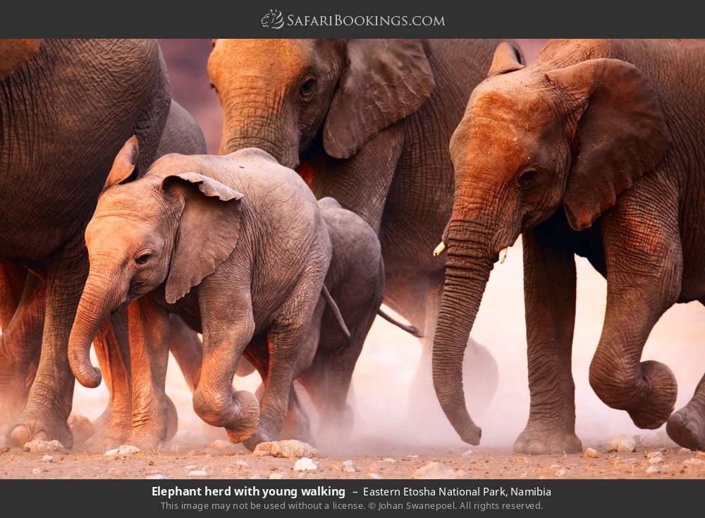 Elephant herd with young walking in Eastern Etosha National Park, Namibia