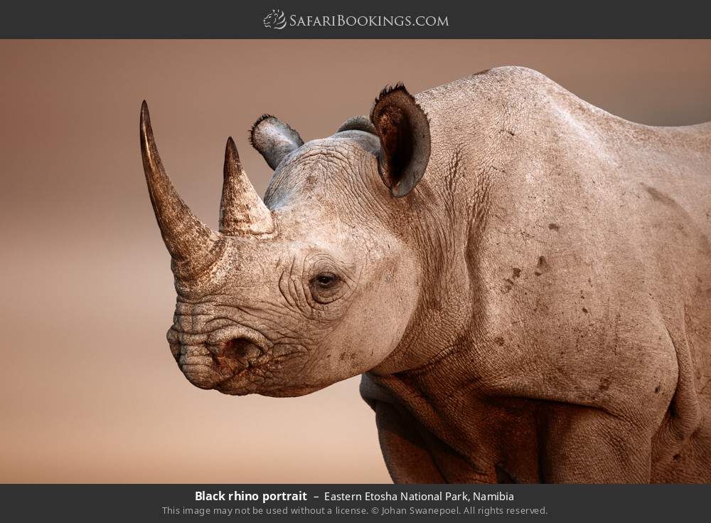Black rhino portrait in Eastern Etosha National Park, Namibia