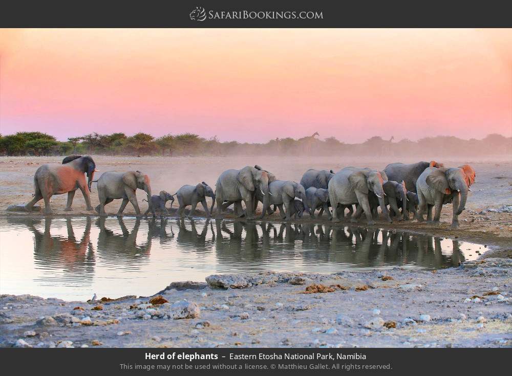 Herd of elephants in Eastern Etosha National Park, Namibia