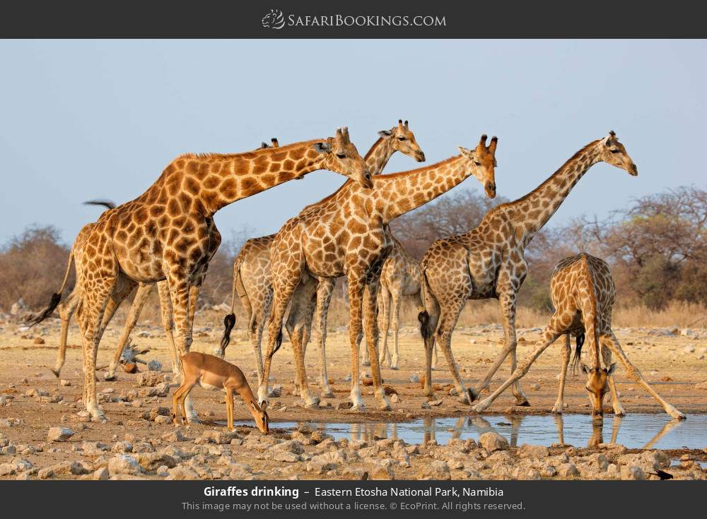 Giraffes drinking in Eastern Etosha National Park, Namibia