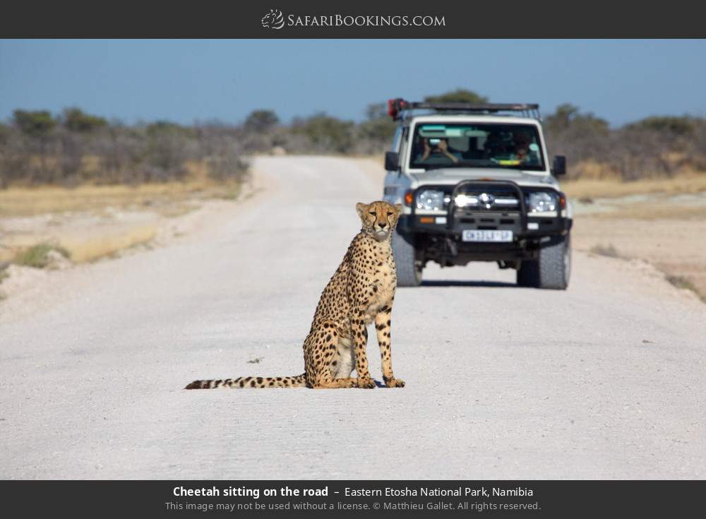 Cheetah sitting on the road in Eastern Etosha National Park, Namibia