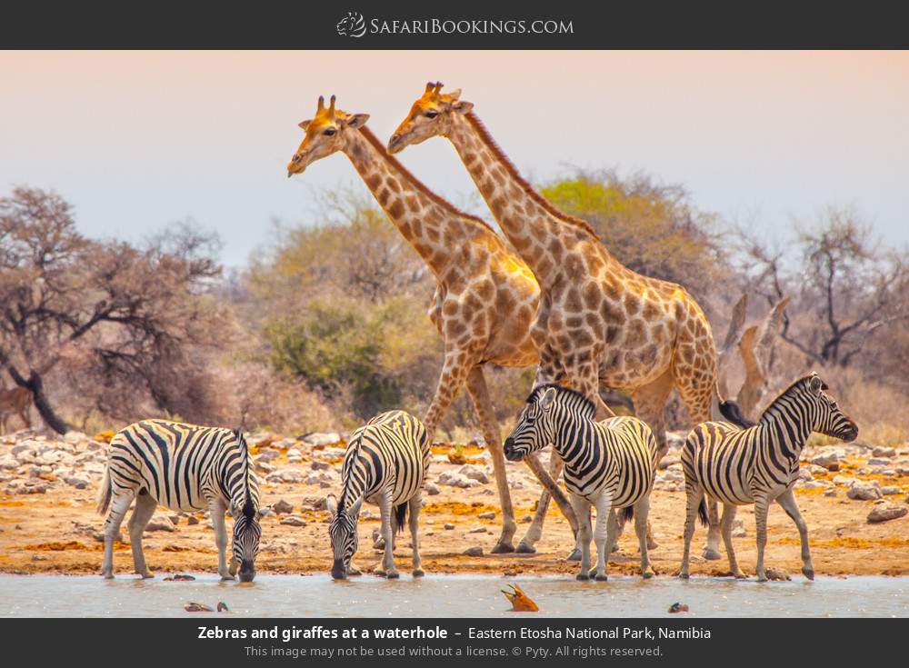 Zebras and giraffes at a waterhole in Eastern Etosha National Park, Namibia