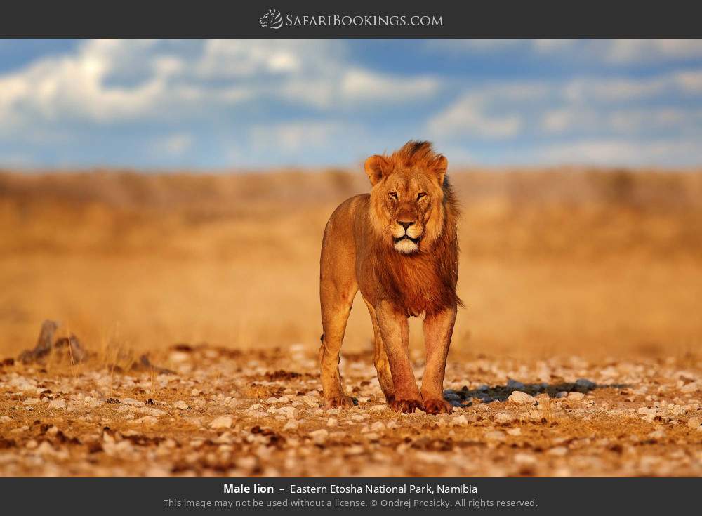 Male lion in Eastern Etosha National Park, Namibia
