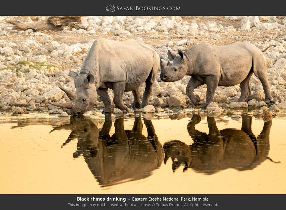 Black rhinos drinking in Eastern Etosha National Park, Namibia