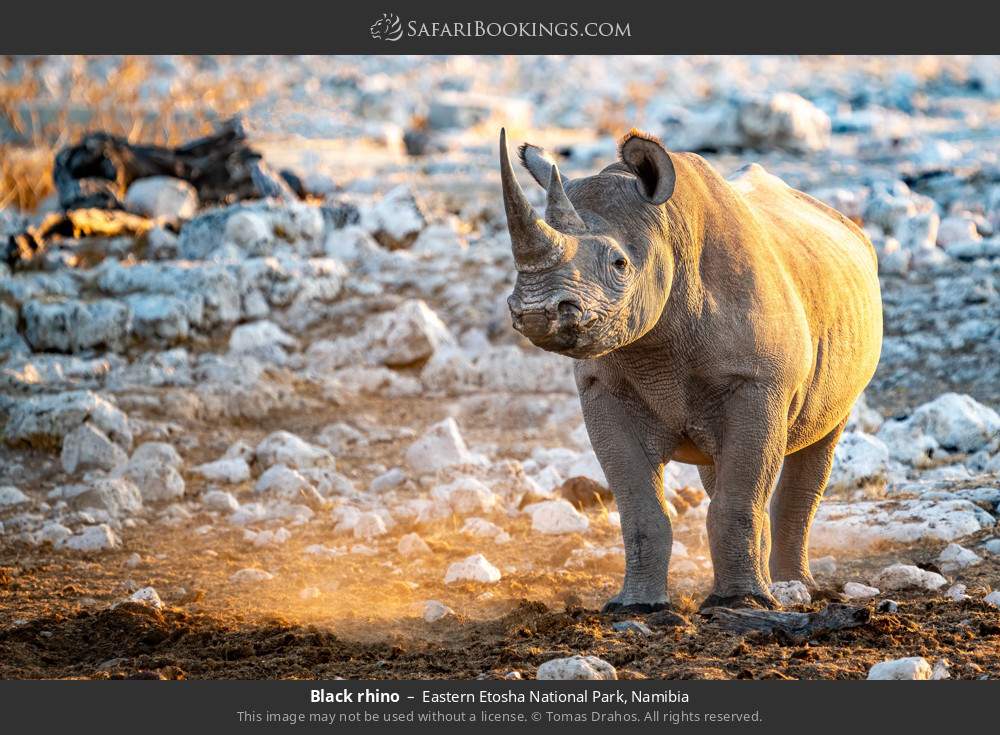 Black rhino in Eastern Etosha National Park, Namibia