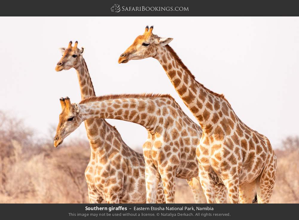 Southern giraffes in Eastern Etosha National Park, Namibia