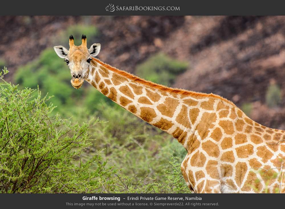 Giraffe browsing in Erindi Private Game Reserve, Namibia