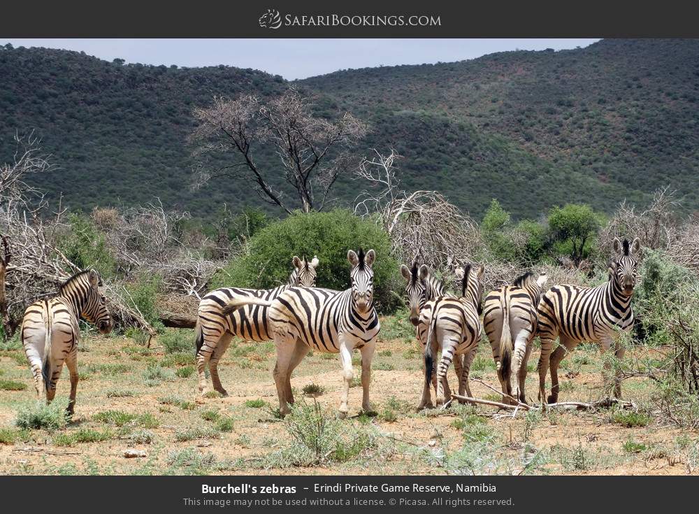 Plains zebras in Erindi Private Game Reserve, Namibia