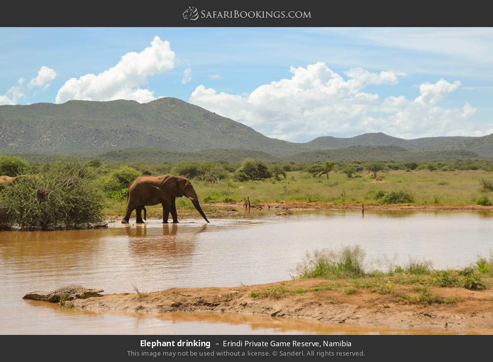 Elephant drinking in Erindi Private Game Reserve, Namibia