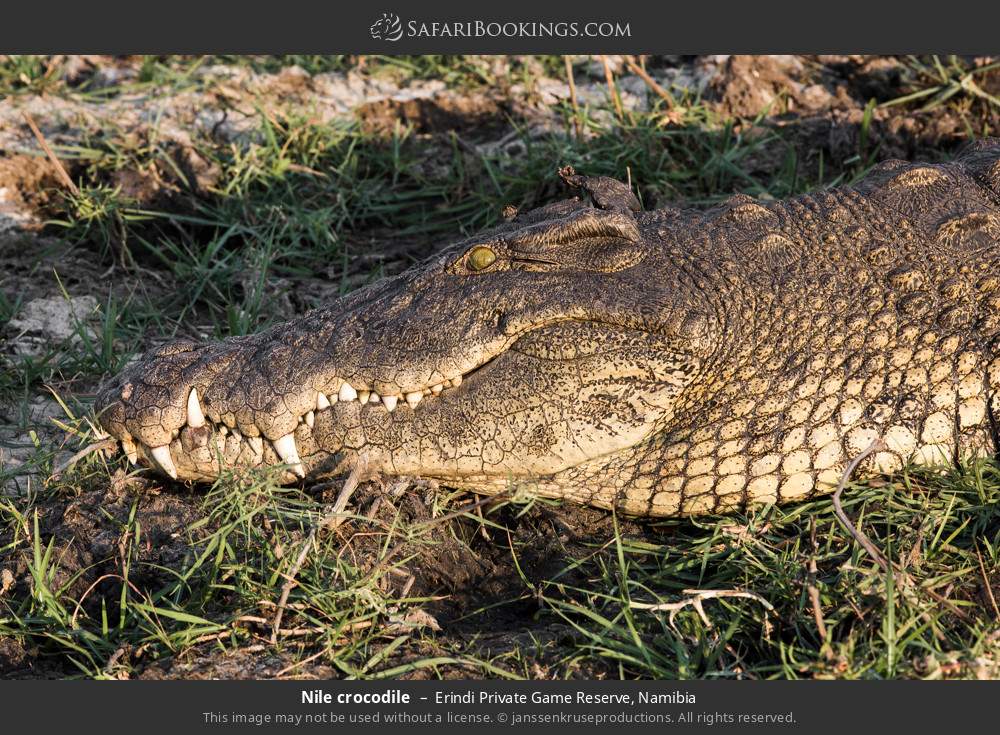 Nile crocodile in Erindi Private Game Reserve, Namibia